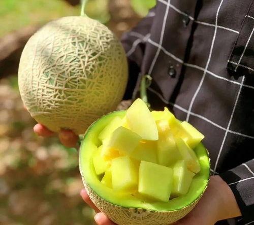 娱乐吃瓜在国外火不火了,吃瓜文化在海外的影响力解析