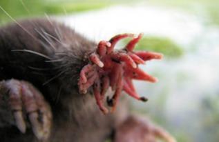 娱乐吃瓜酱的作品鼠体蜈蚣